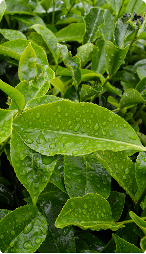 l-theanine ingredient