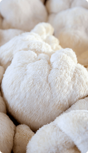 lion's mane ingredient