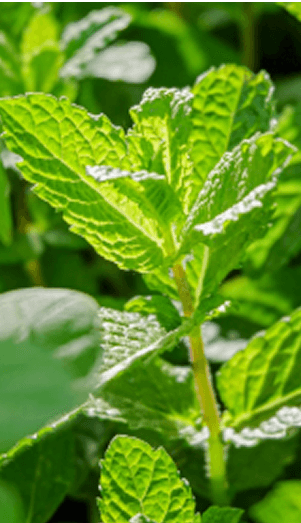 /assets/images/charm-lemon-balm.png ingredient