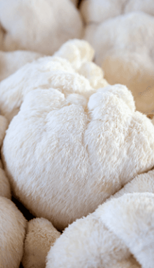 /assets/images/charm-lions-mane.png ingredient